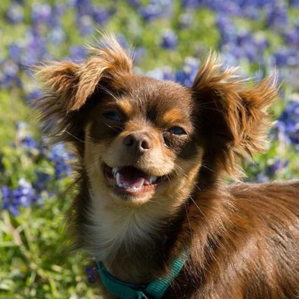 Dog Portrait Puppy Photo on Bluebonnet Field
